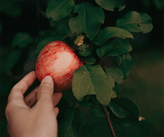Plucking Fruit