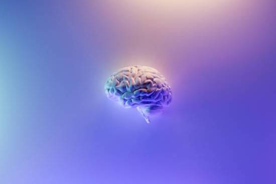 The human brain, which depends on nutritional food to stay healthy.