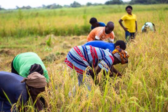 People working in a wheat field, showing where whole grains come from.