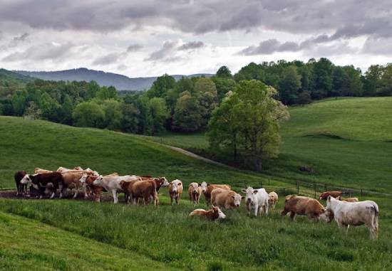 A herd of cattle ranging in a grassy field